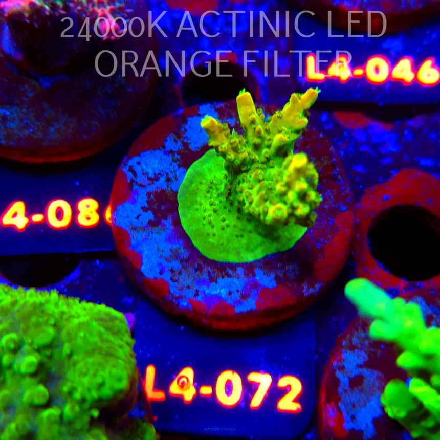 Acropora GOLD FEVER (07.01.2026) L4-072  5cm