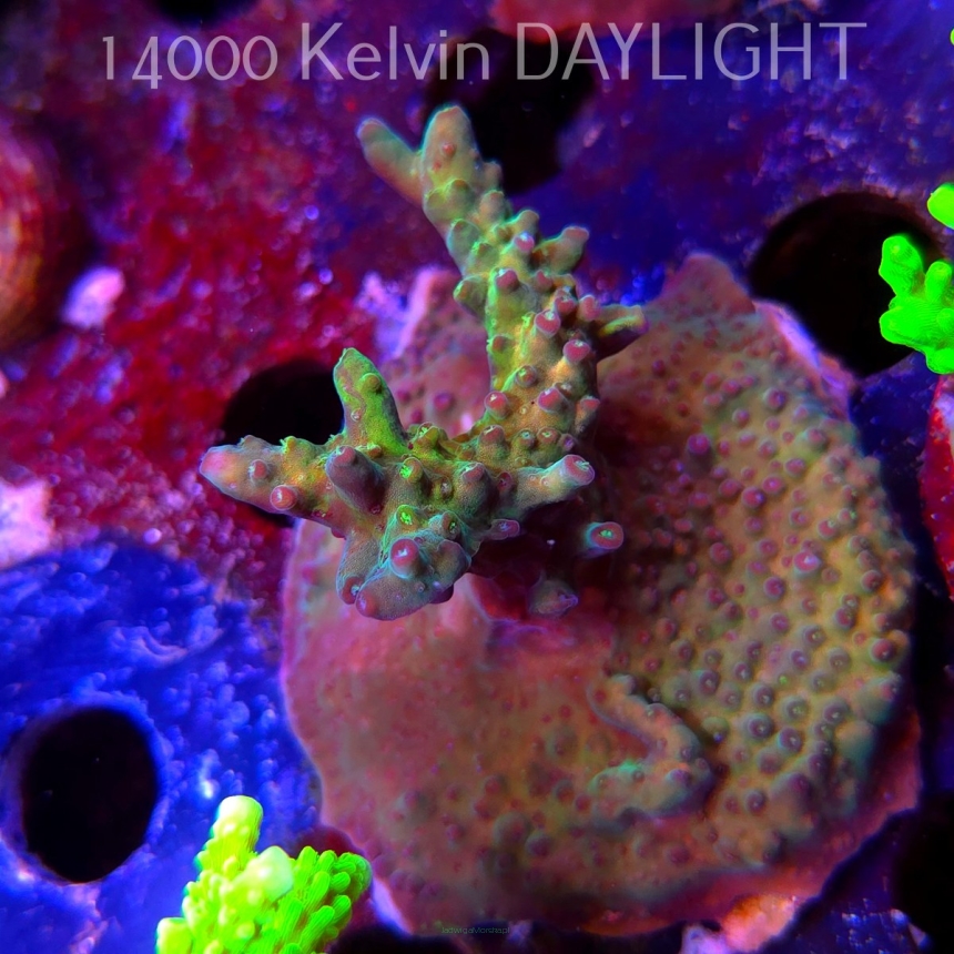 Acropora sp. AUSTRALIA (09.05.2025) MM1-I-18  5cm