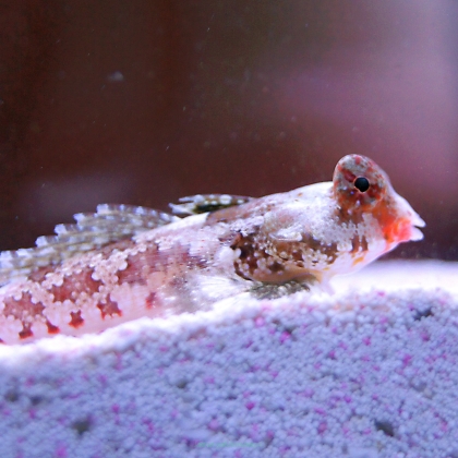 Synchoropus stellatus rozmiar 4-5 cm