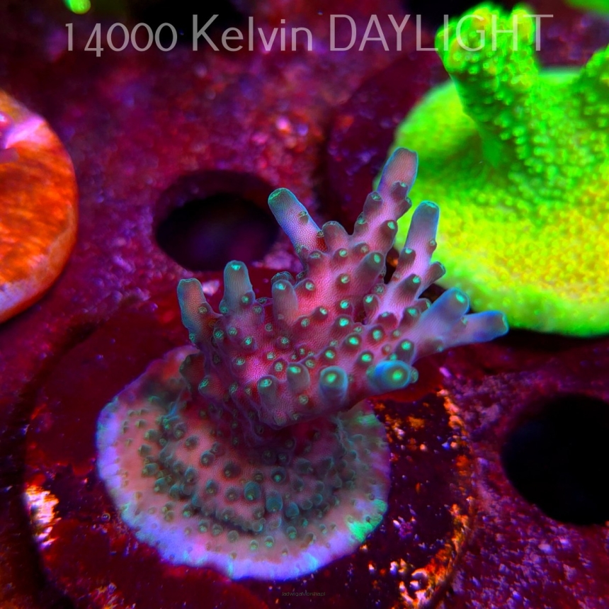 Acropora valida RAINBOW (09.05.2025) MM1-III-23  5cm