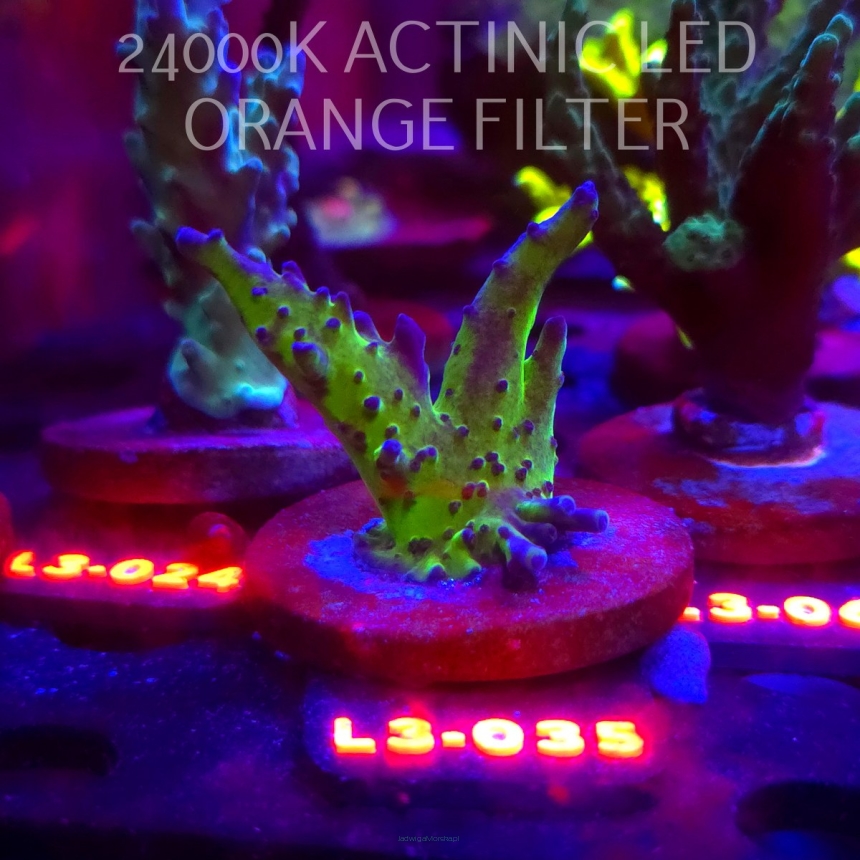 Acropora EC Frankie's Kryptonite (04.01.2026) L3-035  6cm