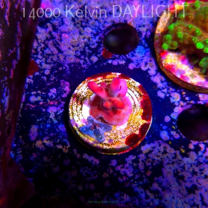 Acropora RED PASSION (24.05.2025) L2-III-1  2cm