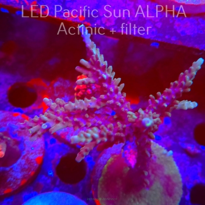 Acropora sp. AUSTRALIA (02.02.2025) L3-I-16  12cm