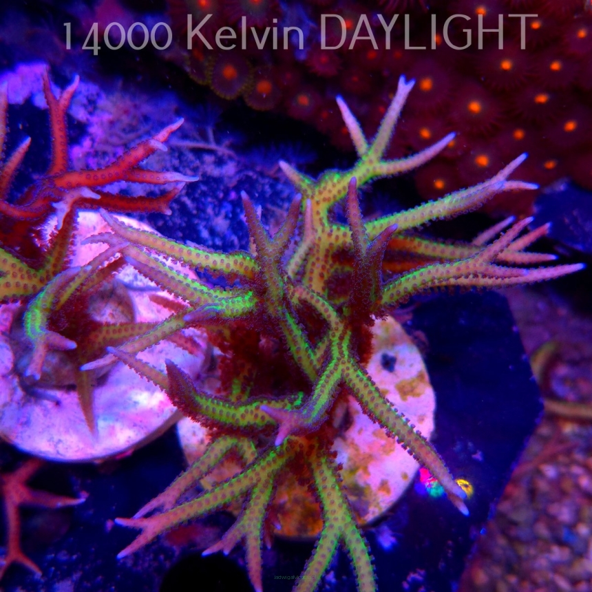 Seriatopora hystrix YELLOW (06.05.2025)  10cm