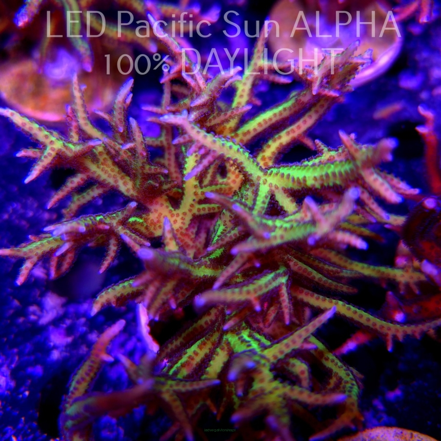 Seriatopora hystrix YELLOW (18.02.2024)  9cm