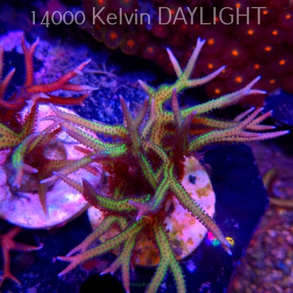 Seriatopora hystrix YELLOW (06.05.2025)  10cm