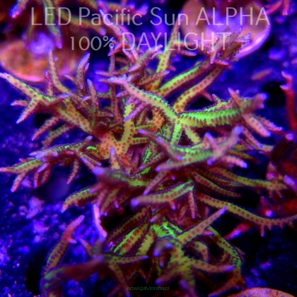 Seriatopora hystrix YELLOW (18.02.2024)  9cm