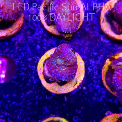 Rhodactis WWC LEMON HAZE (23.01.2025)