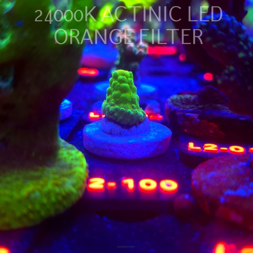 Acropora humilis GREEN (12.11.2025) L2-100  2cm