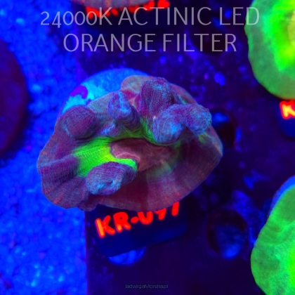  Pectinia alcicornis RAINBOW (23.11.2025) KR-097  6cm PAR80