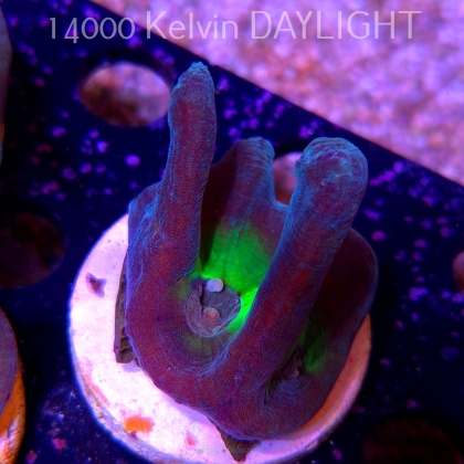 Pectinia alcicornis TYE DYE (03.06.2025)  6cm