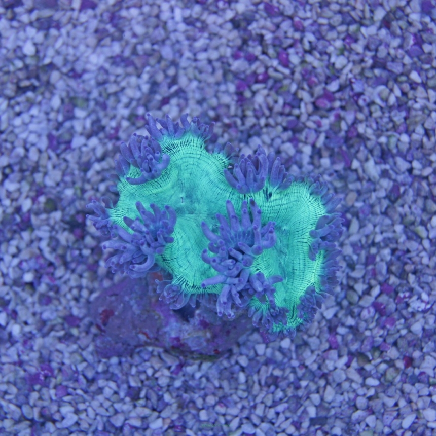 Catalaphyllia jardinei
