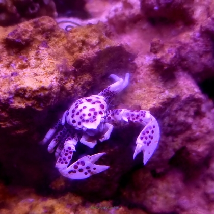 Neopetrolisthes oshimai (Anemone crab)