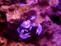 Neopetrolisthes oshimai (Anemone crab)