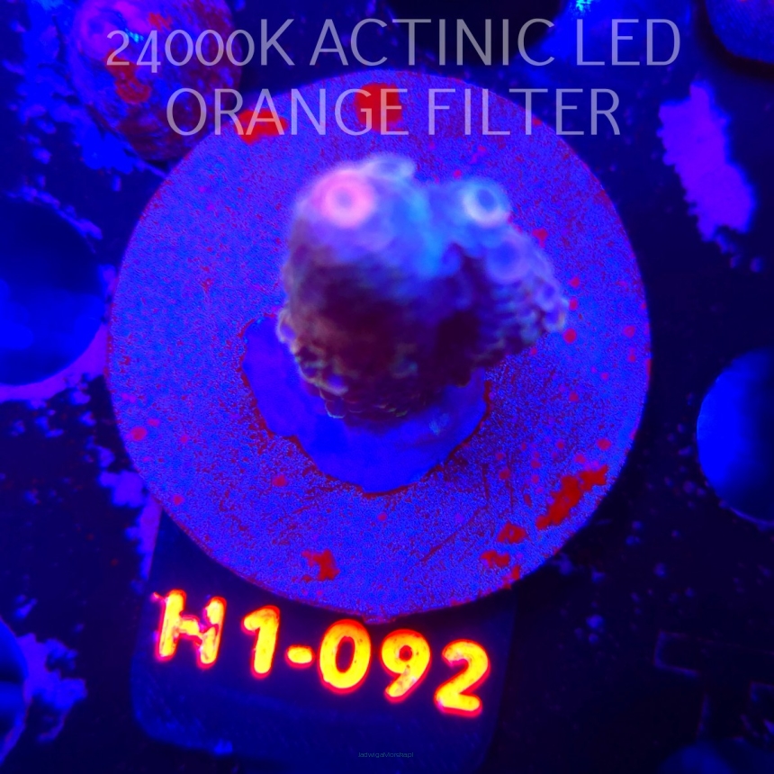 Acropora spathulata CORAL SEA ULTRA (04.02.2026) H1-092  6cm