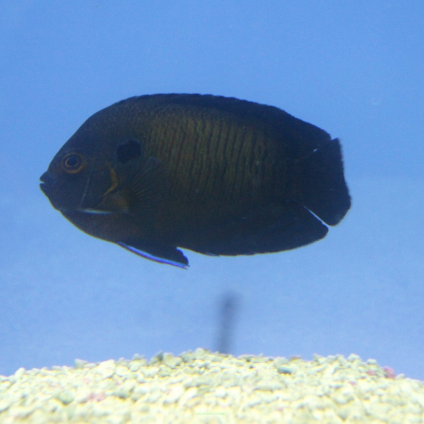 Centropyge multispinis (Blue Fin Angel) 9-11 cm