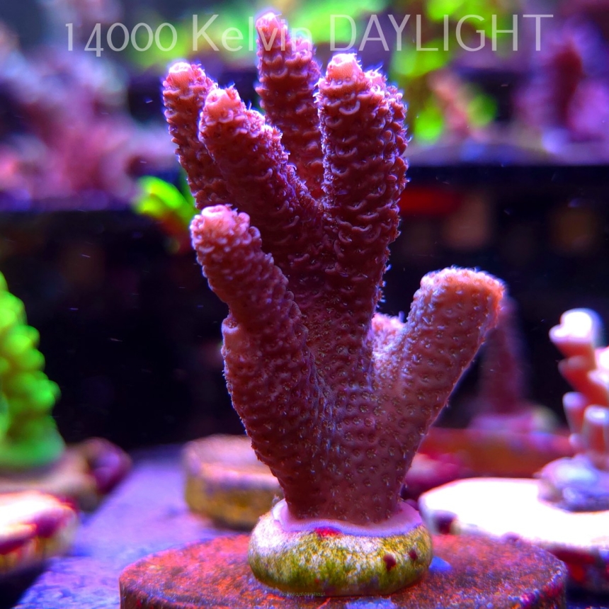 Acropora MILLEPORA PINK (24.05.2025) L2-I-17  7cm