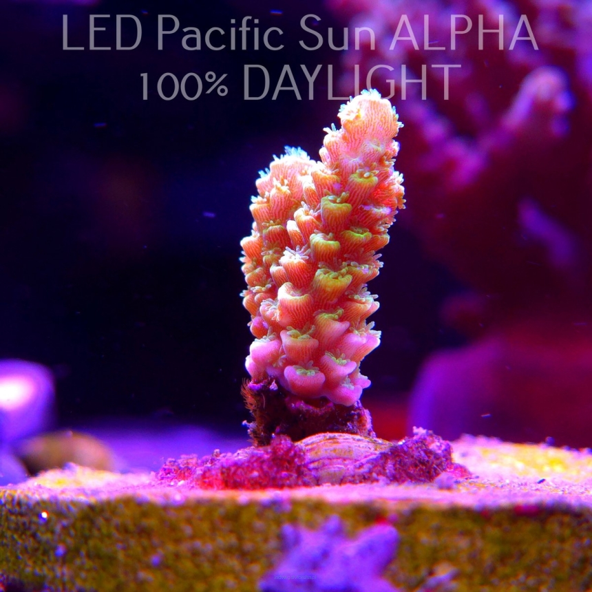 Acropora sp. AUSTRALIA (19.01.2025) L2-I-17  3cm