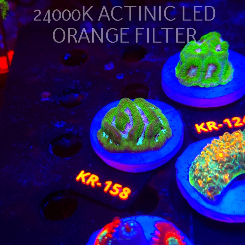 Platygyra BLUE and GREEN Maze Brain Coral (17.01.2026) KR-158  3cm