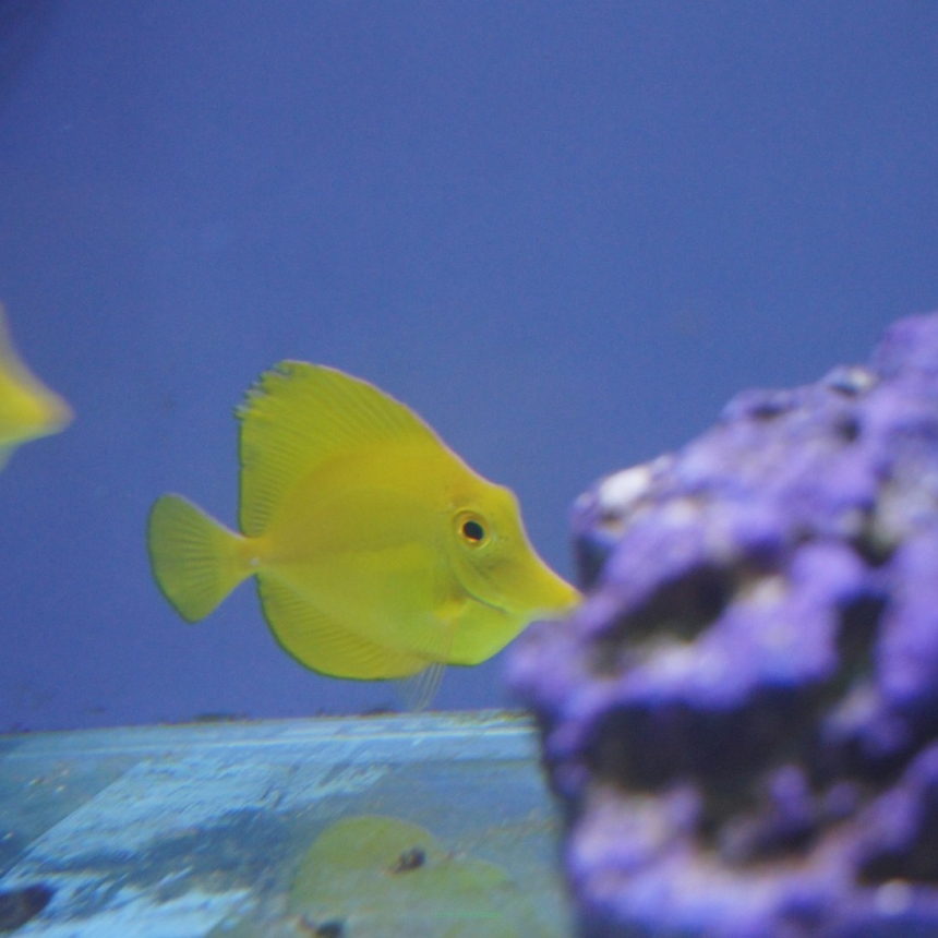Zebrasoma flavescens rozmiar 7 cm