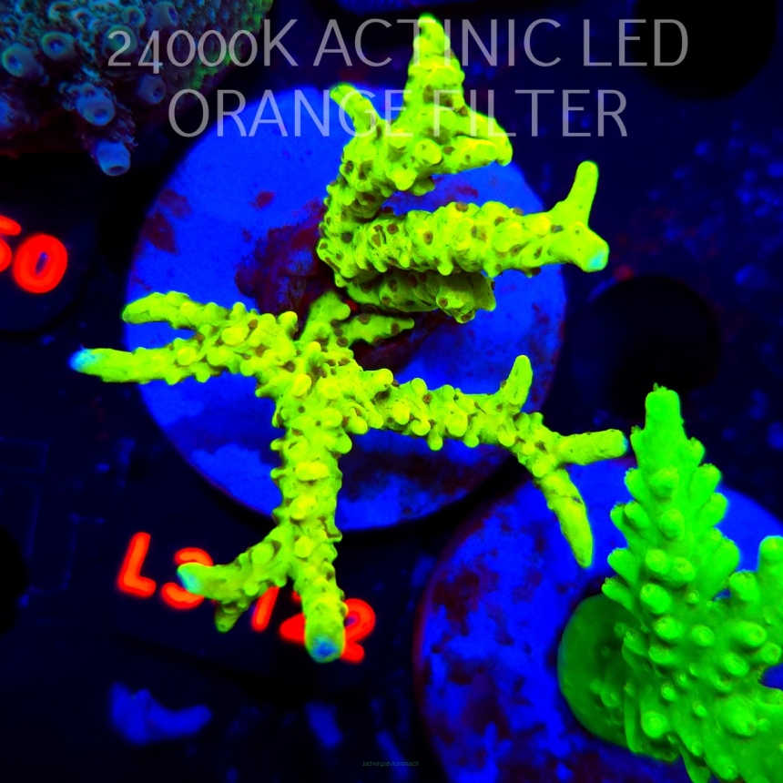 Anacropora WWC SLIMEBALL (04.01.2026) L3-122  6cm