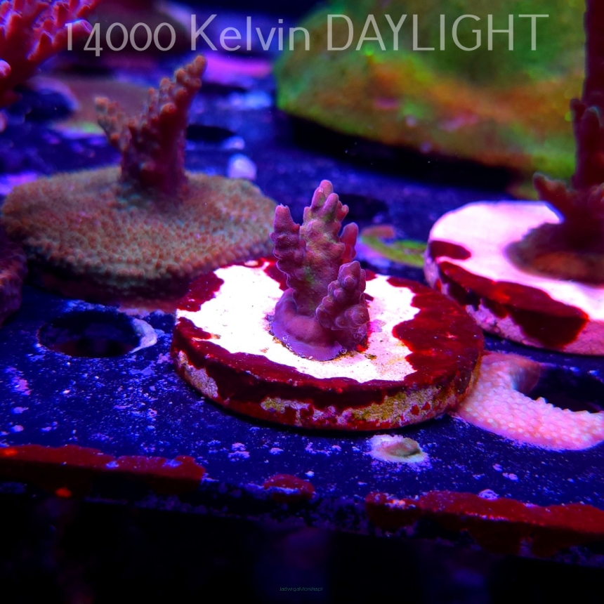 Acropora sp. AUSTRALIA (19.06.2025) L3-III-5  3cm