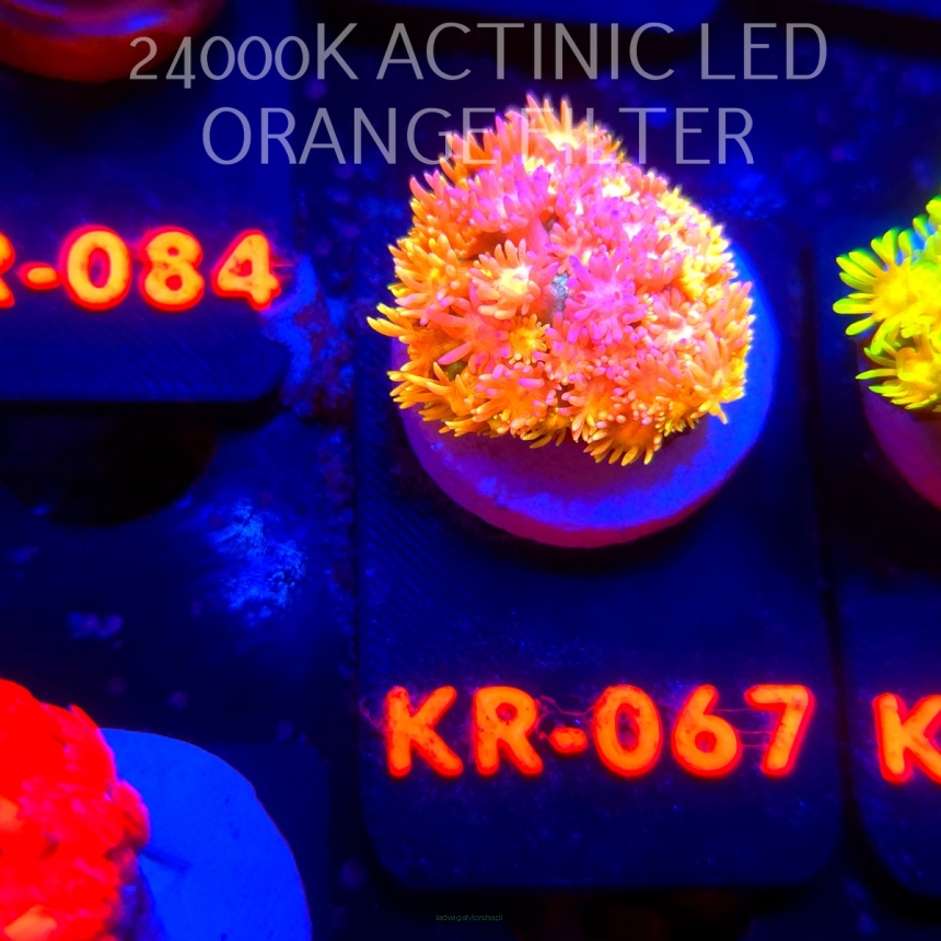 Goniopora RAINBOW GRAFTED SHOWSTOPPER (02.11.2025) KR-067  2cm