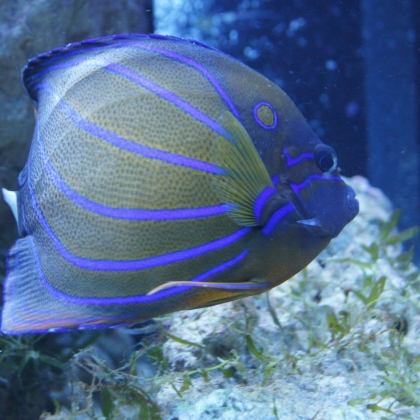 Pomacanthus annularis 12-13 cm (ADULT)