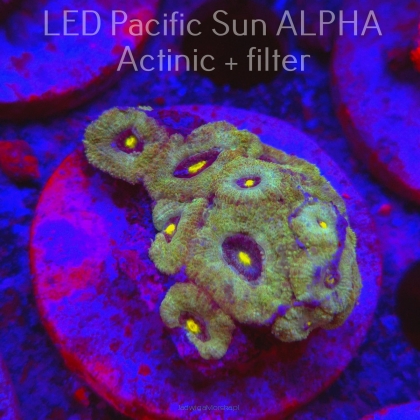 Acanthastrea lordhowensis GREEN DRAGON EYE (11.08.2024)  4cm
