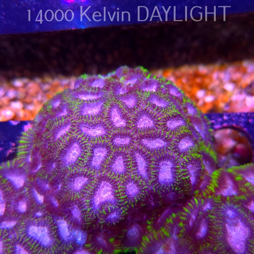 Favia WWC SPACE MONKEY (23.11.2025)  7cm