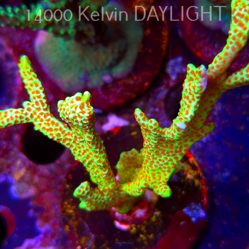 Montipora samarensis BUBBLEGUM (09.05.2025) MM1-I-13  9cm