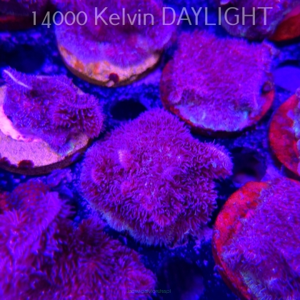 Pavona decussata (19.09.2025)  5cm