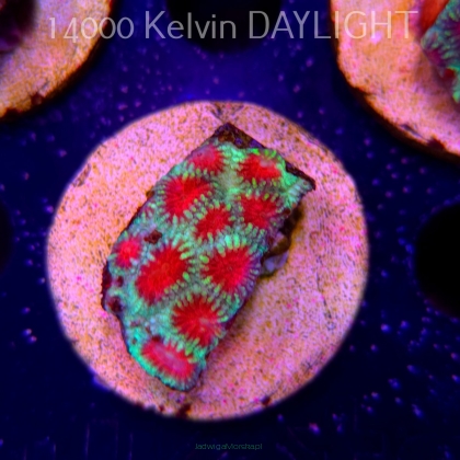Favites sp. RED EYE Australia (18.05.2025)  4cm