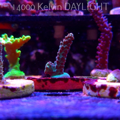 Acropora RED POLYP MEGAMAN (19.06.2025) L3-I-18  4cm