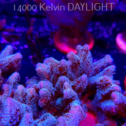 Seriatopora guttatus (22.09.2025)  10cm