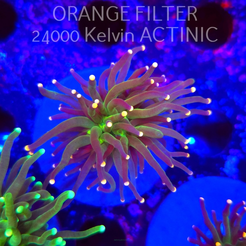   Euphyllia glabrescens Malaysian Miami Torch (20.06.2025)