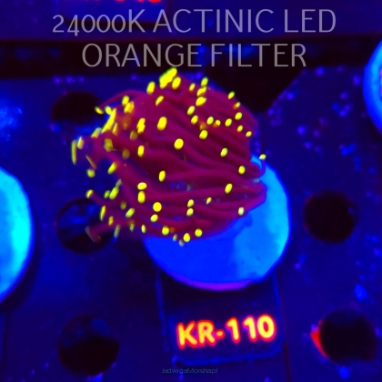 Euphyllia glabrescens Malaysian Miami Torch (03.01.2026) KR-110