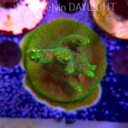 Acropora sp. AUSTRALIA (24.05.2025) L2-I-4  5cm
