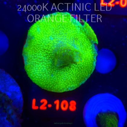 Acropora RR RAINBOW LOOM  (12.11.2025) L2-108  5cm