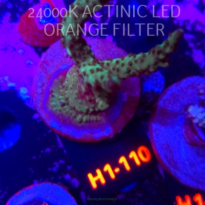 Acropora sp. (04.02.2026) H1-110  7cm