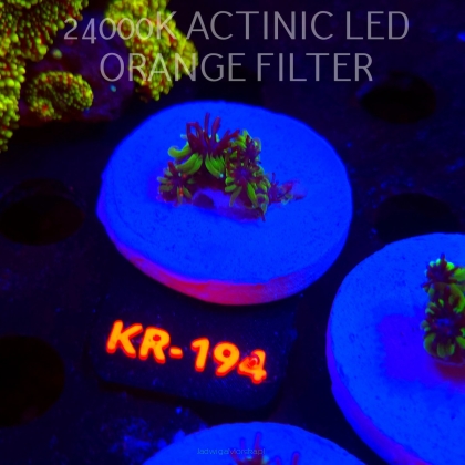 Galaxea fascicularis GREEN (17.01.2026) KR-194  2cm