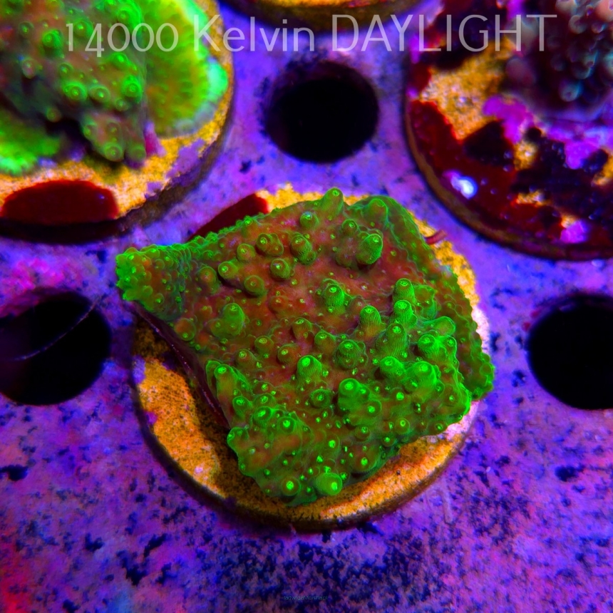 Acropora WWC Castells Banana (24.05.2025) L2-III-5  5cm