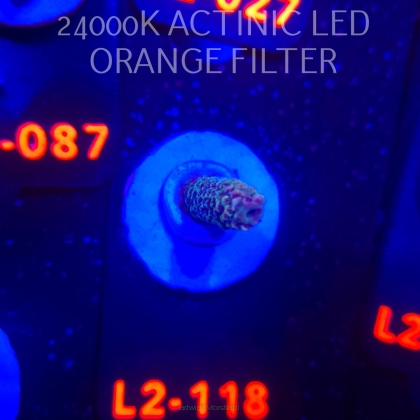 Acropora sp. AUSTRALIA (12.11.2025) L2-118  3cm