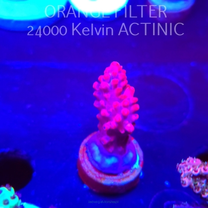 Acropora CHERRY BLOSSOM (04.10.2025)  3cm