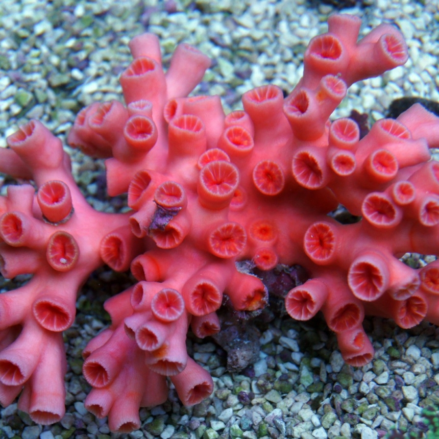 Tubastrea spp. Orange