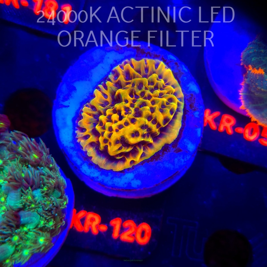 Montipora danae ULTRA (01.02.2026) KR-120  4cm