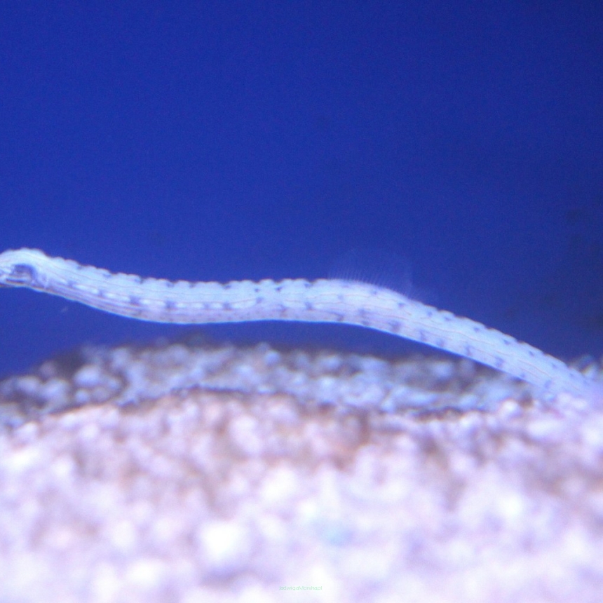 Corythoichthys intestinalis rozmiar 11 cm