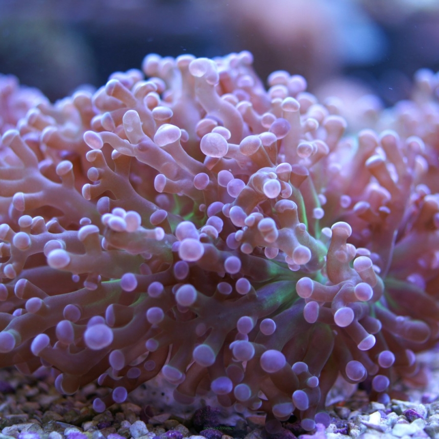 Euphyllia paradivisa