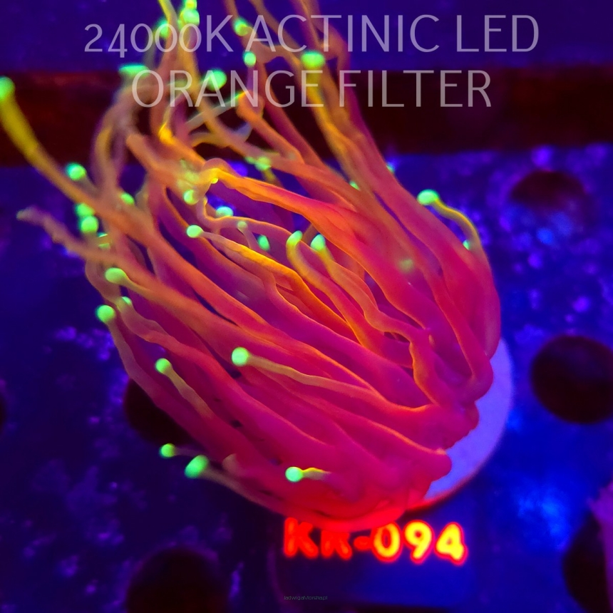 Euphyllia glabrescens DRAGON SOUL (04.12.2025) KR-094  1 HEAD