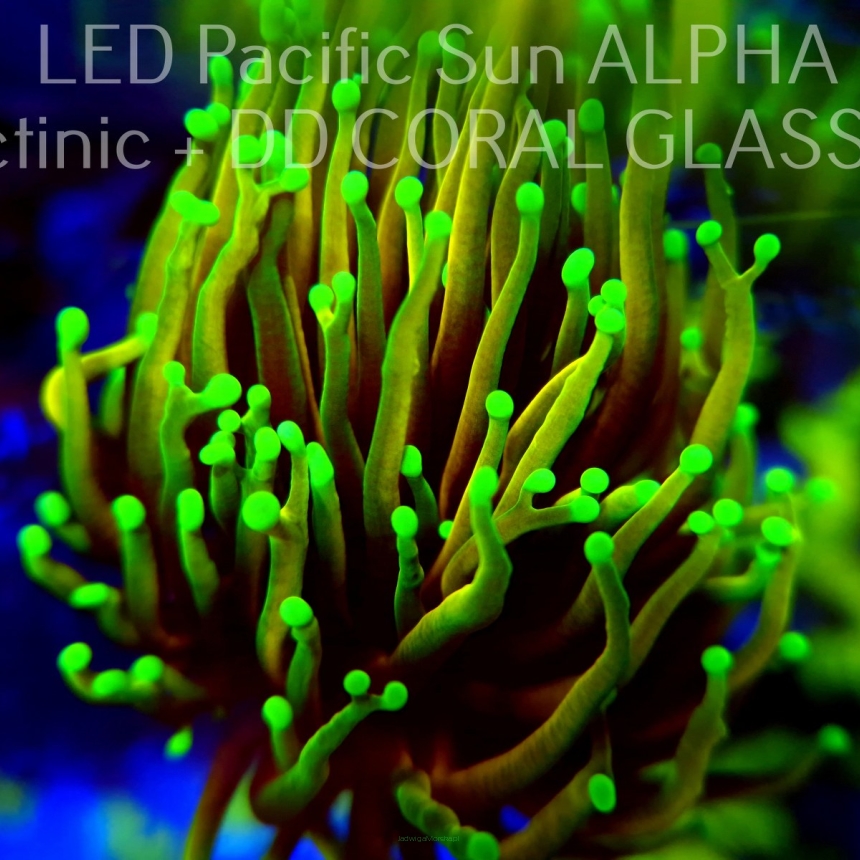 Euphyllia glabrescens DRAGON SOUL (10.01.2024) 1 HEAD